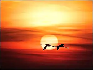 Słońca, Flamingi, Lot, Zachód