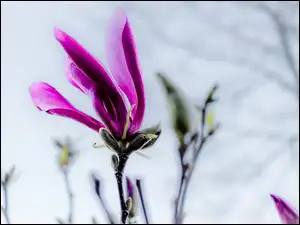 Gałązki, Ciemnoróżowy, Kwiat, Magnolia