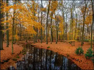 Liście, Las, Drzewa, Jesień