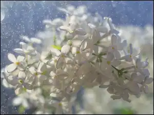 Bokeh, Kwiat, Biały, Bez