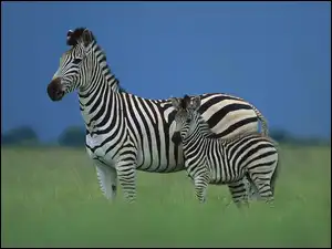 Paski, Zebra, Małe, Trawa