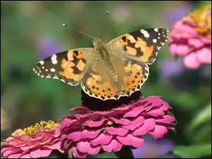 Cynia, Motyl, Rusałka osetnik, Kwiat