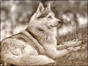 Czarno, Rozmycie, Husky, Siberian, Białe