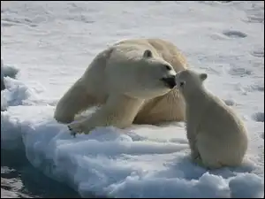 Całus, Misie, Polarne