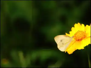 Motyl, Żółty, Kwiatek