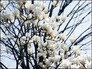 Magnolia, Niebo, Kwiaty, Białe, Gałązki