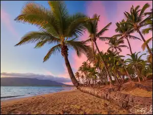 Wyspa Maui, Wybrzeże, Plaża, Hawaje, Zachód słońca, Palmy, Morze