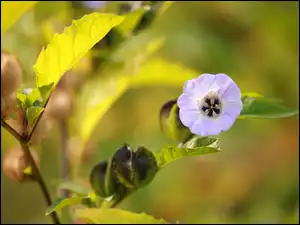 Roślina, Fioletowy, Kwiat