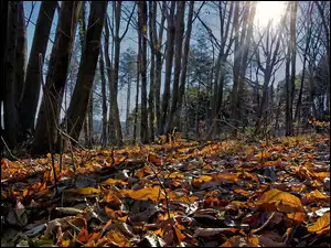 Las, Jesień, Opadłe, Słońce, Drzewa, Liście