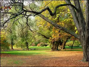 Opadłe, Park, Drzewa, Jesień, Liście