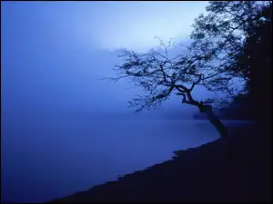 Drzewo, Jezioro, Mgła