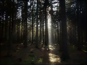 Promień, Las, Drzewa, Światło