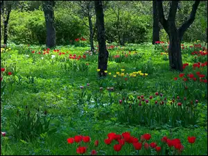 Tulipany, Światło, Wiosna, Park, Przebijające
