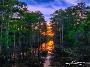 Zachód słońca, Floryda, Loxahatchee Slough, Rośliny, Jezioro, Palm Beach Garden, Las, Stany Zjednoczone, Drzewa