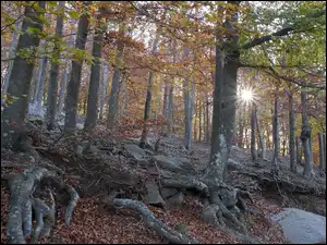 Korzenie, Liście, Drzewa, Las, Słońce