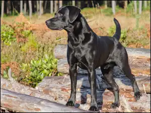 Kłody, Labrador Retriever, Pies, Czarny, Zarośla