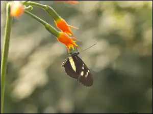Motyl