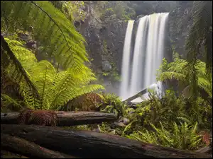 Paprocie przy wodospadzie Hopetoun Falls