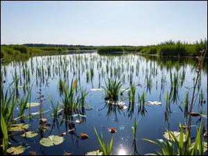 Rosliny w stawie pod błękitnym niebem