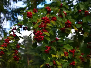 Liście, Jarzębina, Owoce
