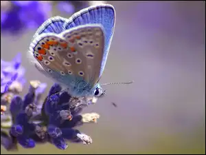 Kwiat, Błękitny, Motyl
