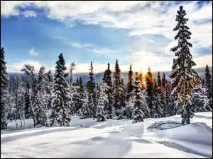 Las, Świerki, Śnieg, Zima, Słońce