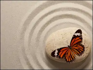 Monarch, Kamień, Piasek, Motyl