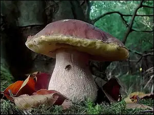 Las, Liście, Jesień, Prawdziwek, Opadłe