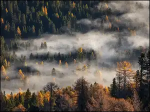 Mgła, Las, Pożółkłe, Drzewa