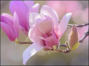 Kwiaty, Magnolia, Bladoróżowe, Gałązka, Pąki