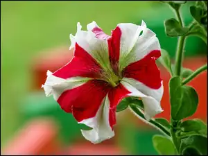 Petunia, Kwiat, Biało-czerwona