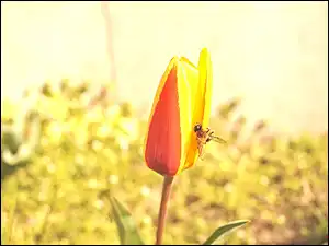 Pszczoła, Tulipan, Żółto, Czerwony