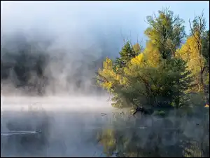 Mgła, Jezioro, Las