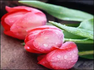 Liście, Tulipany, Krople