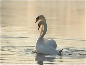 Łabędzie, Dwa, Białe