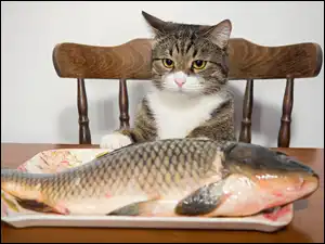 Talerz, Kot, Ryba, Karp