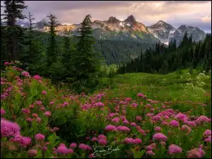 Stany Zjednoczone, Góry, Stan Waszyngton, Tawuła, Drzewa, Tatoosh Range, Łąka, Park Narodowy Mount Rainier, Kwiaty
