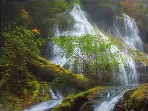 Rośliny, Wodospad, Skały, Stan Waszyngton, Panther Creek Falls, Drzewa, Stany Zjednoczone, Omszone