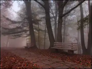 Park, Drzewa, Liście, Jesień, Opadłe, Ławki, Mgła