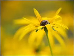Rudbekia, Tło, Kwiat, Żółty, Rozmyte