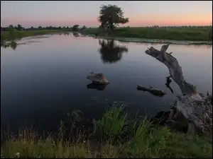 Kłoda, Rzeka, Trawa, Drzewa