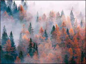 Mgła, Jesień, Las