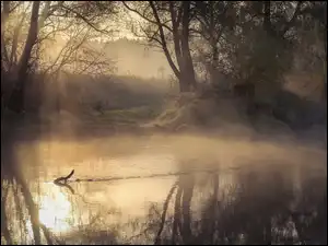 Rzeka, Istra, Rosja, Poranek, Obwód moskiewski, Drzewa, Mgła