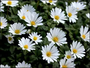 Wiosenne zawilce