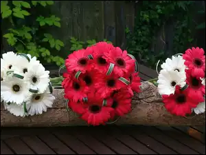Gerbera, Bukiety, Kwiatów