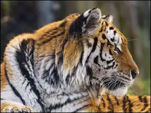 Zbliżenie, Tygrys, Głowa, Profil