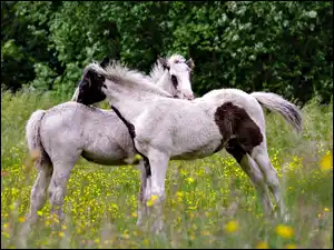 Kwiaty, Konie, Łąka