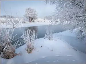 Śnieg, Drzewa, Rzeka, Zima, Rośliny