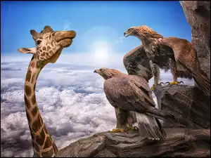 Śmieszne, Żyrafa, Orły przednie