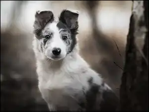 Border collie pozuje